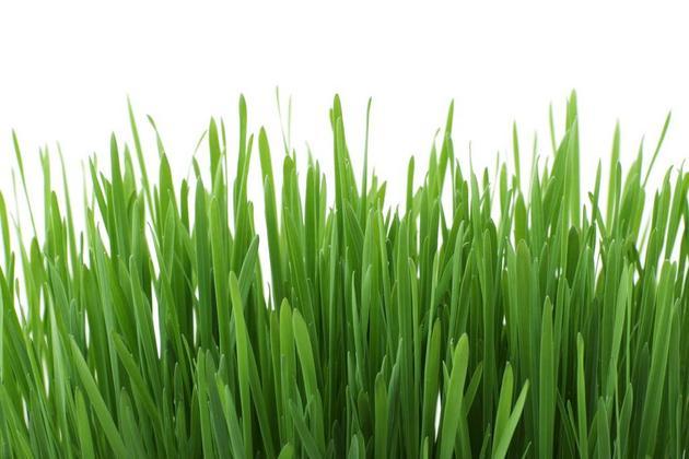 绿色植物特写农作物背景图片免费下载 - 觅知网